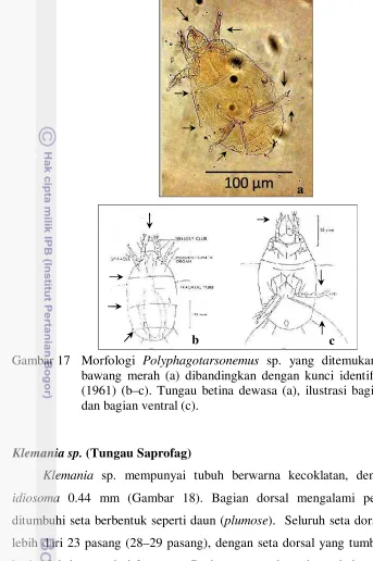 Gambar 17 Morfologi Polyphagotarsonemus sp. yang ditemukan pada umbi 