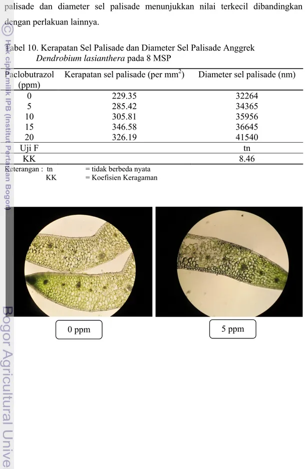 Tabel 10. Kerapatan Sel Palisade dan Diameter Sel Palisade Anggrek                 Dendrobium lasianthera pada 8 MSP 