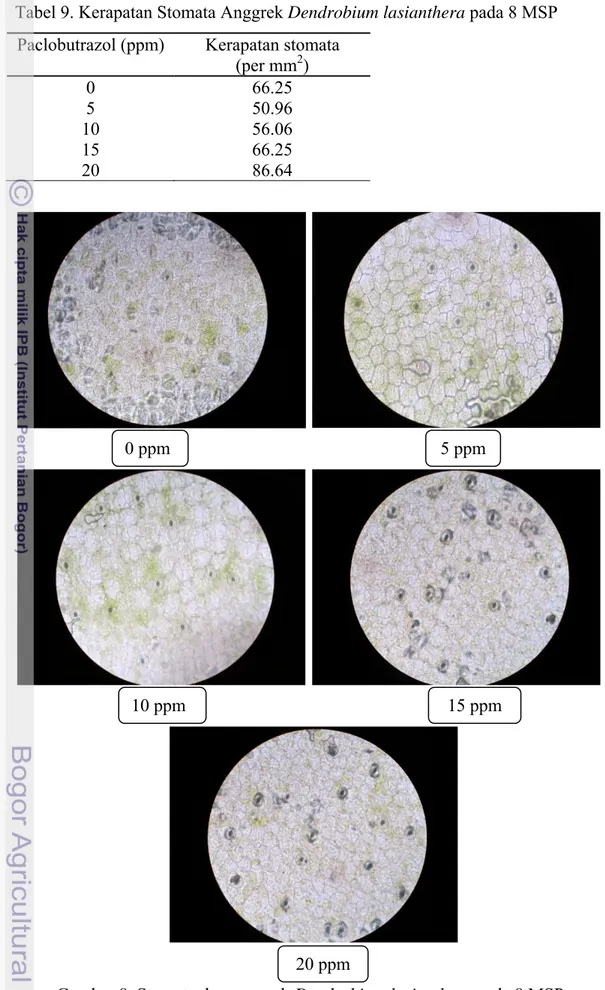 Tabel 9. Kerapatan Stomata Anggrek Dendrobium lasianthera pada 8 MSP  Paclobutrazol (ppm)  Kerapatan stomata  