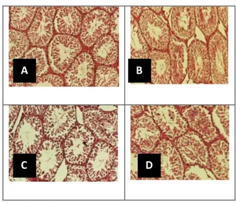 Gambar 4. Gambaran histologis tubulus seminiferus mencit (100x) 