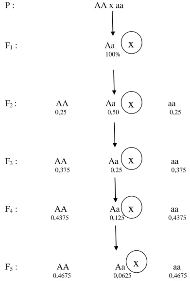 Gambar 1. Proporsi  Heterozigot dan Homozigot pasa satu lokus dengan Dua  Allele yang berbeda 