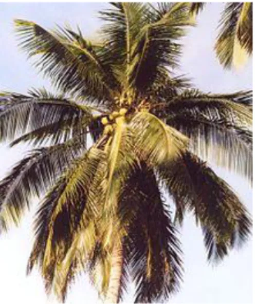 Gambar 2.1 pohon kelapa 