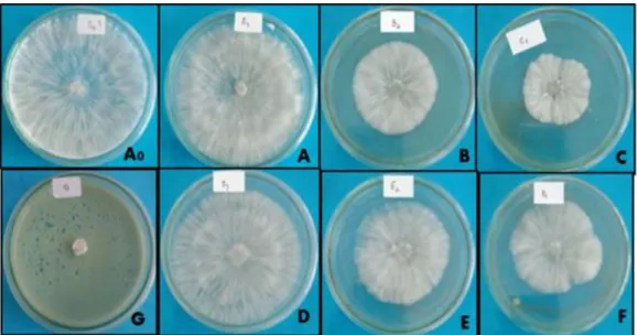Gambar 3. Pertumbuhan diameter koloni jamur S. rolfsii Sacc. 