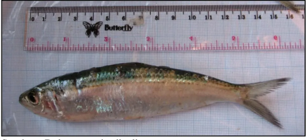 Gambar 2. Ikan tembang (Sardinella fimbriata) 