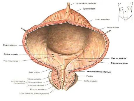 Gambar 2.1 Anatomi Prostat16 