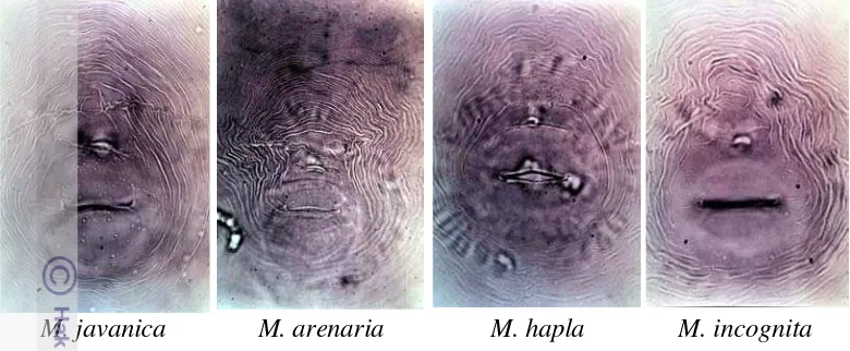 Gambar 2 Pola perineal M. javanica, M. arenaria, M. hapla, M. incognita 