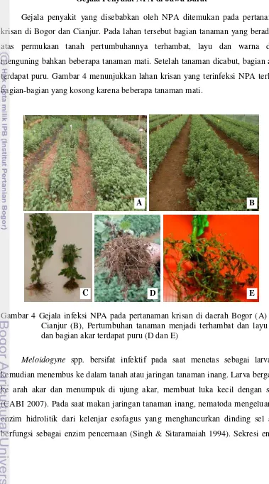 Gambar 4 Gejala infeksi NPA pada pertanaman krisan di daerah Bogor (A) dan 