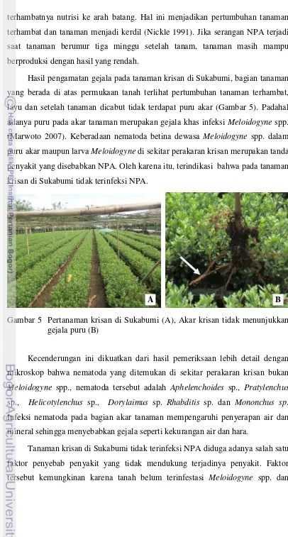 Gambar 5  Pertanaman krisan di Sukabumi (A), Akar krisan tidak menunjukkan 