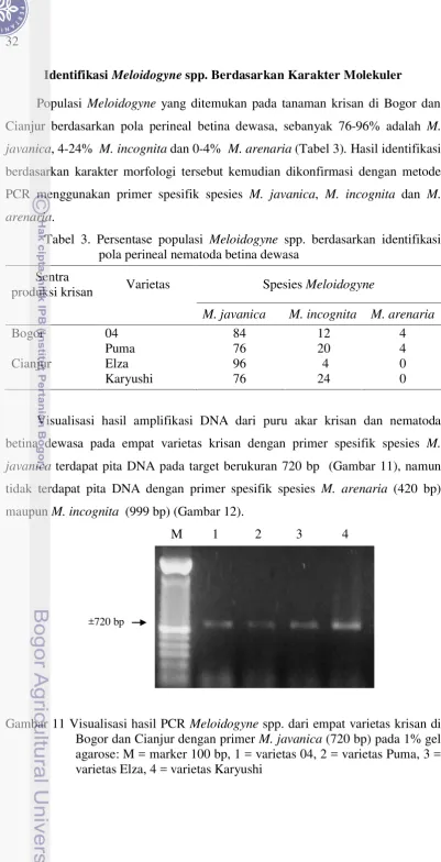 Tabel 3. Persentase populasi Meloidogyne spp. berdasarkan identifikasi 