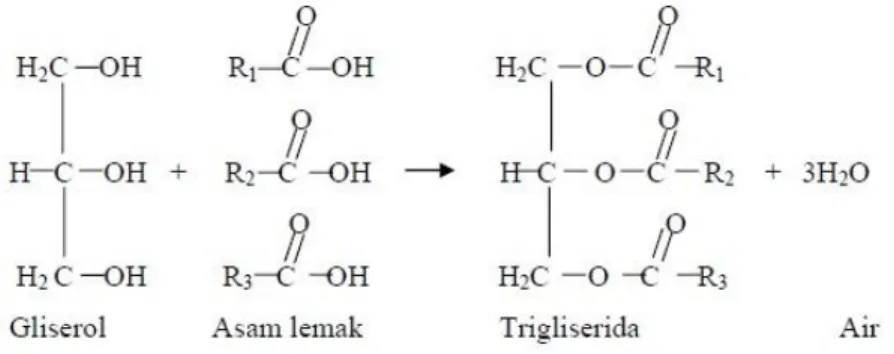 Gambar 1. Reaksi hidrolisis trigliserida 8