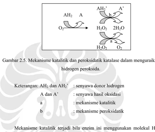 Gambar 2.5. Mekanisme katalitik dan peroksidatik katalase dalam menguraikan  hidrogen peroksida.