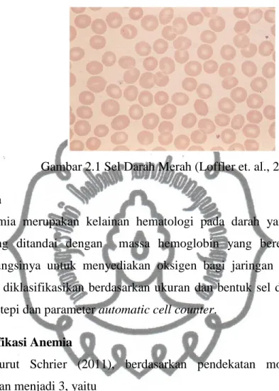Gambar 2.1 Sel Darah Merah (Loffler et. al., 2005)  2.1.2 Anemia 
