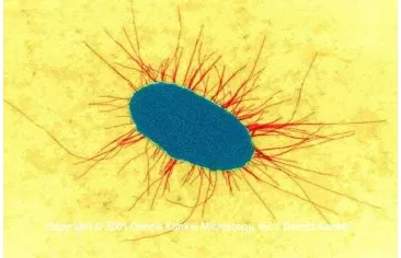 Gambar 2.1. E. coli  