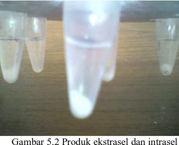 Gambar 5.2 Produk ekstrasel dan intrasel                            koloni tunggal mikroba tanah 
