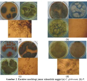 Gambar 2. Karakter morfologi jamur xilanolitik unggul (a) C. globosum, (b) P. simplicissimum, (c) A