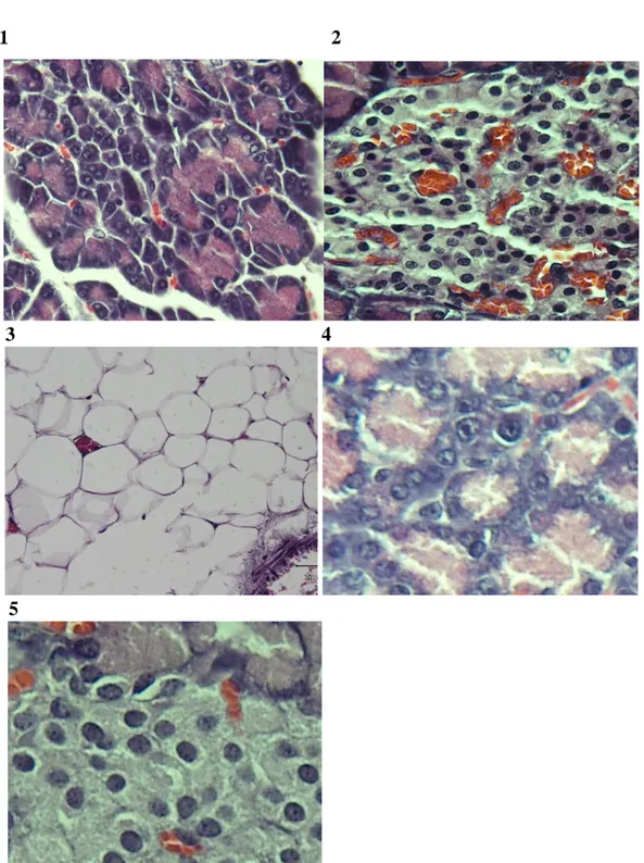 Gambar  1.  Preparat  Histopatologi  Sel-Sel  Eksokrin  Pankreas  Tikus  Putih  Kelompok  Kontrol  Negatif,  (HE, 400x).Gambar 2
