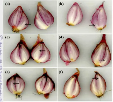 Gambar 8  Pertumbuhan bakal tunas umbi bawang merah pada 30 hari setelah 