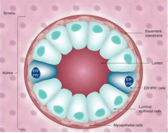 Gambar 1 Kelenjar Payudara (Progesterone and breast cancer).