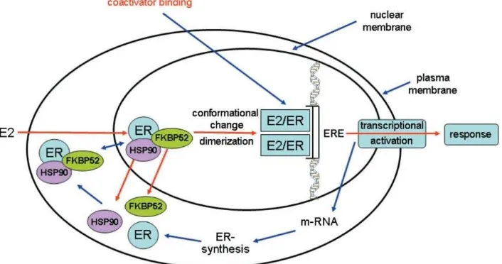 Gambar 2 Mekanisme Aksi Estrogen (Breast Cancer, Estrogen Receptor and Ligands). 