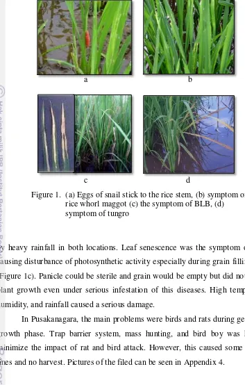 Figure 1.  (a) Eggs of snail stick to the rice stem, (b) symptom of 