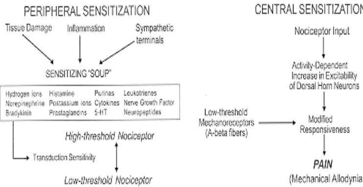 Gambar 2.2-1. Mekanisme sensitisasi perifer dan sensitisasi sentral34. 