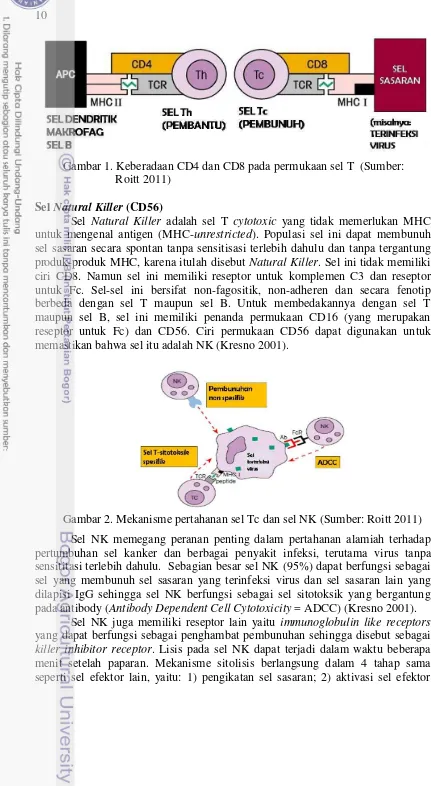 Gambar 1. Keberadaan CD4 dan CD8 pada permukaan sel T  (Sumber: 