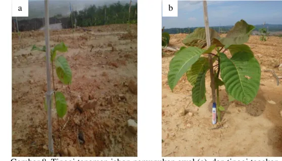 Gambar 8  Tinggi tanaman jabon pemupukan awal (a), dan tinggi tegakan                                jabon setelah penanaman (b) 