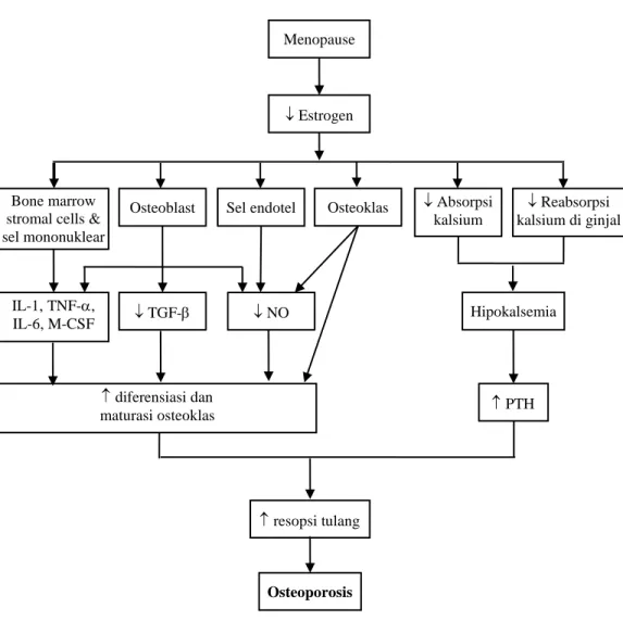 Gambar 4. Patogenesis osteoporosis pasca menopause. 1
