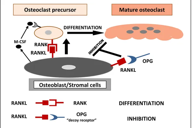 Gambar 6. Peranan RANK dan RANK-Ligand dalam aktivasi sel osteoklas dan peran  OPG menghambat proses tersebut