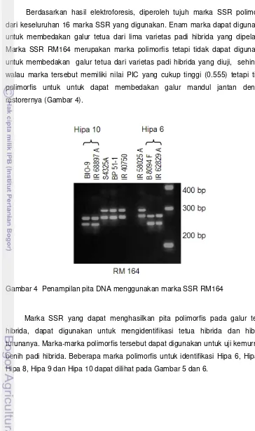 Gambar 4  Penampilan pita DNA menggunakan marka SSR RM164 