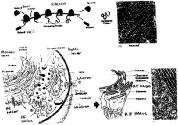 Gambar 3.7  Nukleus, ribosom; retikulum endoplasma., polisom 
