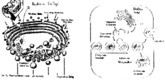 Gambar 3.8  Struktur  badan golgi dan lisosom. 