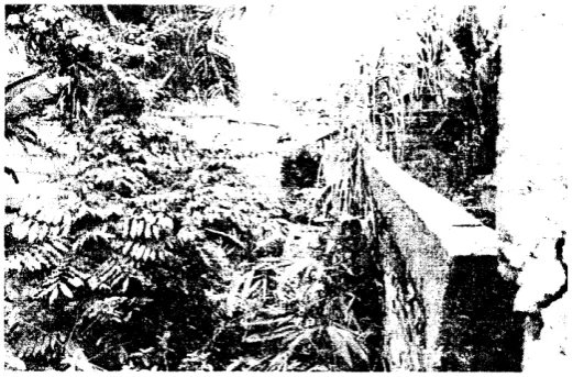 Gambar 4. Kolanr ikan cli deknt alur nungai