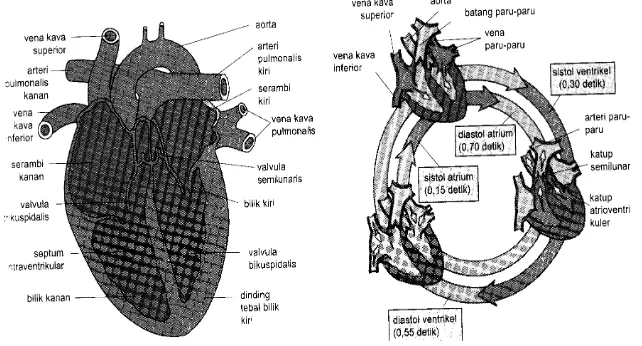 Gambar 4.    Struktur jantung, sistol dan diastol 