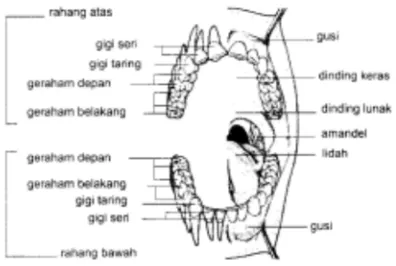 Gambar. 3   Susunan gigi manusia 