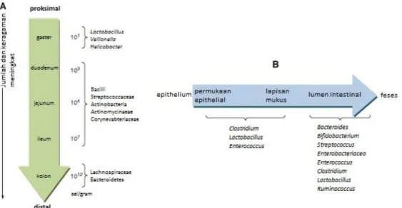 Gambar 1. Distribusi mikrobiota A. Jumlah dan variasi mikrobiota sepanjang saluran cerna B