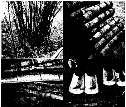 Gambar l. belahan setangkup dkk., Rumpun bambu, ruas bambu danruas bambu, Morisco(2005)