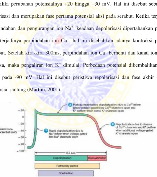 Gambar 2.3 Potensial Aksi (howMed.net, 2011) 