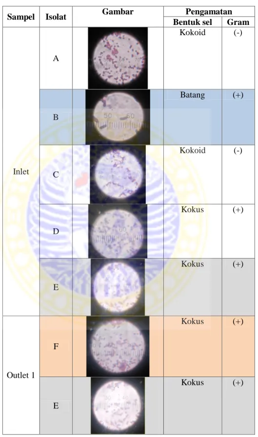 Tabel 3c. Karakteristik mikroskopik isolat bakteri heterotropik untuk sampel hari  ke-7 