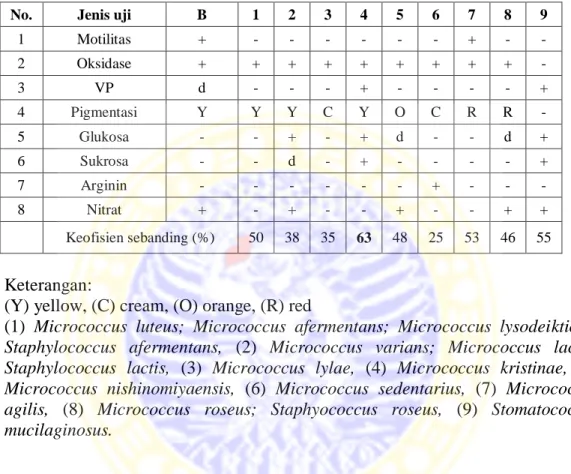 Tabel 2a. Tingkat kesamaan isolat B dengan berbagai spesies Micrococcus sp.  No.  Jenis uji  B  1  2  3  4  5  6  7  8  9 
