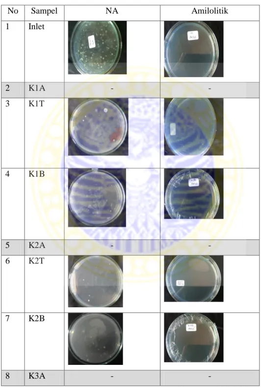 Tabel  3a.  Dokumentasi  untuk  sampel  pada  hari  ke-7  pada  media  NA  dan  amilolitik  No  Sampel  NA  Amilolitik  1  Inlet  2  K1A  -  -  3  K1T  4  K1B  5  K2A  -  -  6  K2T  7  K2B  8  K3A  -  - 
