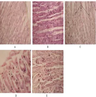 Gambar 1. Histopatologi lambung mencit  sesuai kelompok perlakuan.  