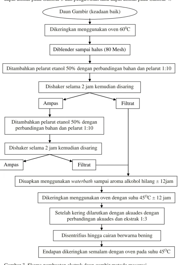 Gambar 3. Skema pembuatan ekstrak daun gambir metode maserasi  (Sumber : Modifikasi dari Ariani A., dkk., 2014) 
