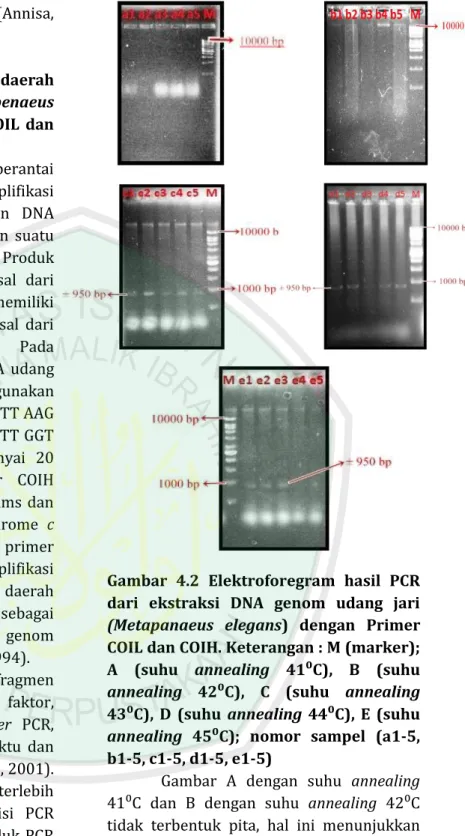 Gambar  4.2  Elektroforegram  hasil  PCR  dari  ekstraksi  DNA  genom  udang  jari  (Metapanaeus  elegans)  dengan  Primer  COIL dan COIH