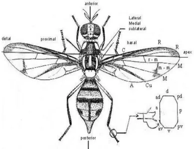 Gambar 1. Morfologi Lalat Buah Bactrocera  Sumber: Siwi et al. (2006) 