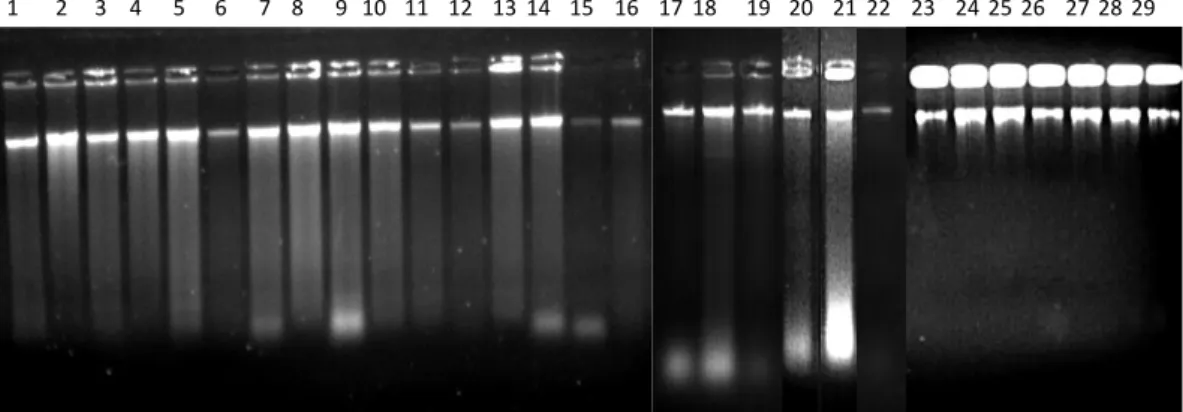 Gambar 4.  Hasil  uji  elektroforesis  29  sampel  DNA  lalat  buah  di  lima  lokasi  pertanaman jambu biji merah 