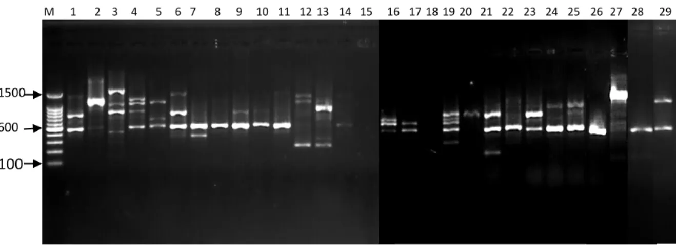 Gambar 5.  Profil  PCR  primer  OPC-01  dengan  (M)  Marker  100  bp  DNA  ladder;  (1)  B.umbrosa  Sawit  Rejo;  (2)  B