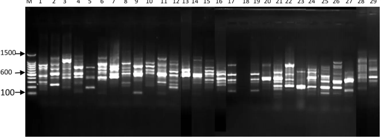 Gambar 6.  Profil  PCR  primer  OPL-07  dengan  (M)  Marker  100  bp  DNA  ladder;  (1)  B.umbrosa  Sawit  Rejo;  (2)  B