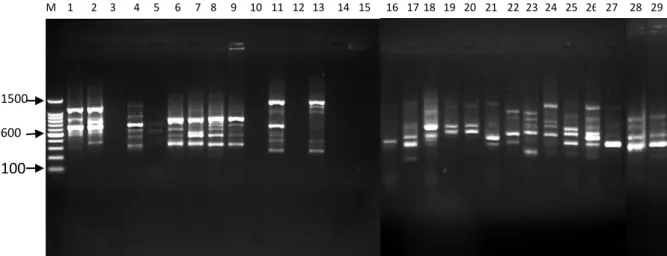 Gambar 7.  Profil  PCR  primer  OPL-08  dengan  (M)  Marker  100  bp  DNA  ladder;  (1)  B.umbrosa  Sawit  Rejo;  (2)  B