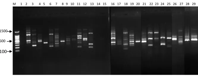 Gambar 8.  Profil  PCR  primer  OPL-16  dengan  (M)  Marker  100  bp  DNA  ladder;  (1)  B.umbrosa  Sawit  Rejo;  (2)  B